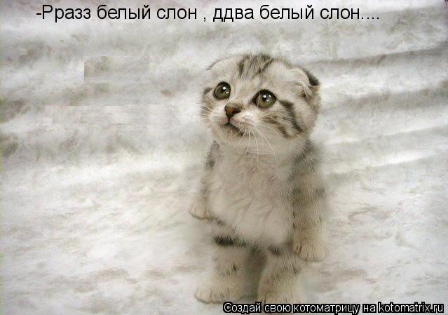 -Рразз белый слон , ддва белый слон....... Котоматрица: -Рразз белый слон , ддва белый слон....
