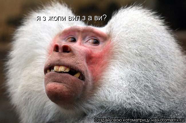 я з жопи виліз а ви?... Котоматрица: я з жопи виліз а ви?