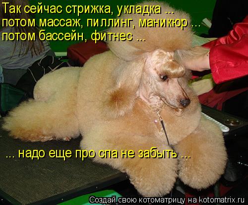 Так сейчас стрижка, укладка ... потом массаж, пиллинг, маникюр ... потом бассейн, фитнес ... ... надо... Котоматрица: Так сейчас стрижка, укладка ... потом массаж, пиллинг, маникюр ... потом бассейн, фитнес ... ... надо еще про спа не забыть ...