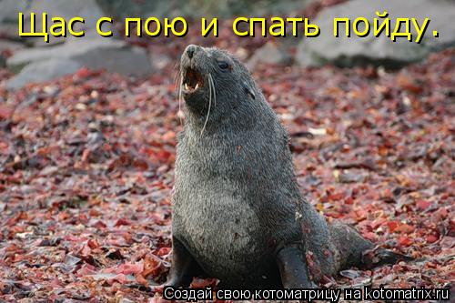 Щас с пою и спать пойду.... Котоматрица: Щас с пою и спать пойду.