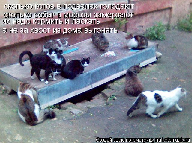 сколько котов в подвалах голодают сколько собак в морозы замерзают а не за хвост из дома выгонять их ... Котоматрица: сколько котов в подвалах голодают сколько собак в морозы замерзают а не за хвост из дома выгонять их надо кормить и ласкать