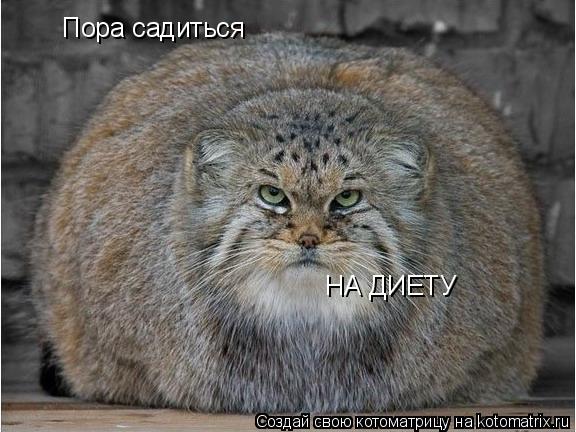 Пора садиться НА ДИЕТУ... Котоматрица: Пора садиться НА ДИЕТУ