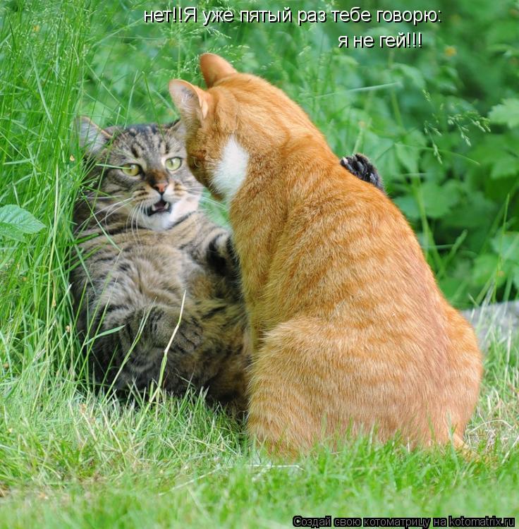 нет!!Я уже пятый раз тебе говорю: я не гей!!!... Котоматрица: нет!!Я уже пятый раз тебе говорю: я не гей!!!