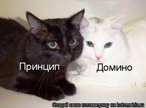 Принцип Домино... Котоматрица: Принцип Домино