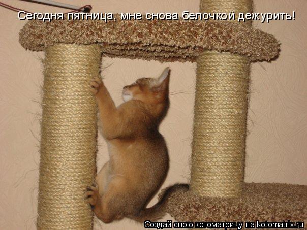Котоматрица: Сегодня пятница, мне снова белочкой дежурить!