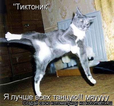 Котоматрица: "Тиктоник" Я лучше всех танцую!! мяуууу