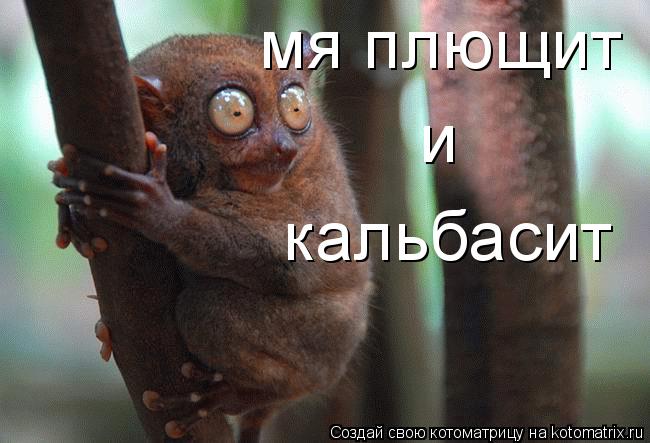 мя плющит и кальбасит... Котоматрица: мя плющит и кальбасит