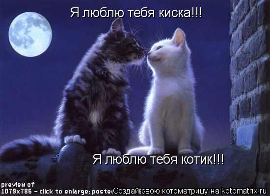 Я люблю тебя киска!!! Я люблю тебя котик!!!... Котоматрица: Я люблю тебя киска!!! Я люблю тебя котик!!!