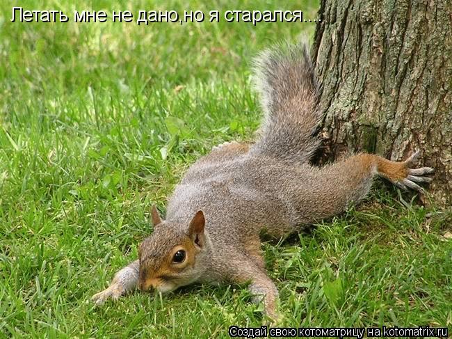 Летать мне не дано,но я старался....... Котоматрица: Летать мне не дано,но я старался....