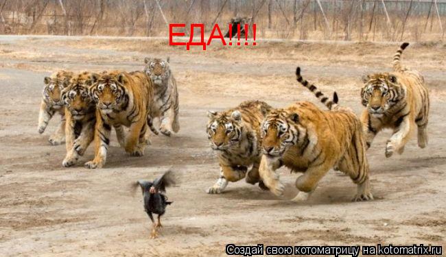 ЕДА!!!!... Котоматрица: ЕДА!!!!