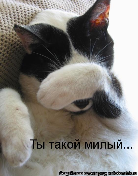 Ты такой милый...... Котоматрица: Ты такой милый...