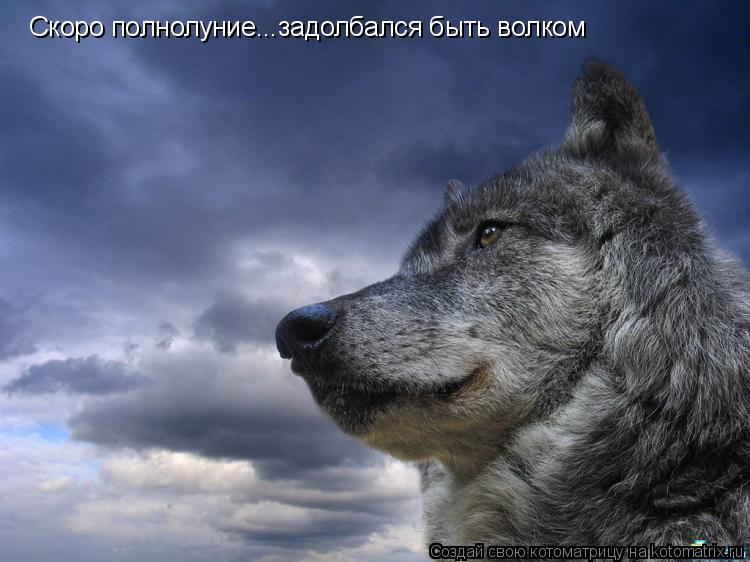 Скоро полнолуние...задолбался быть волком... Котоматрица: Скоро полнолуние...задолбался быть волком