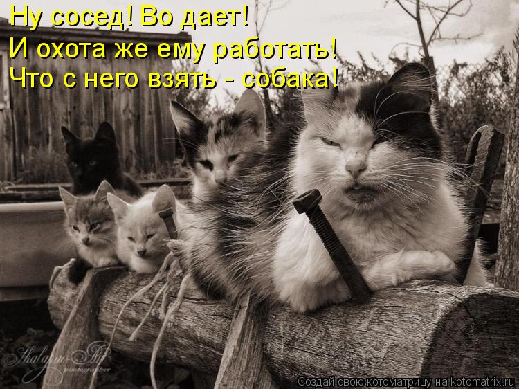 Ну сосед! Во дает! И охота же ему работать! Что с него взять - собака!... Котоматрица: Ну сосед! Во дает! И охота же ему работать! Что с него взять - собака!