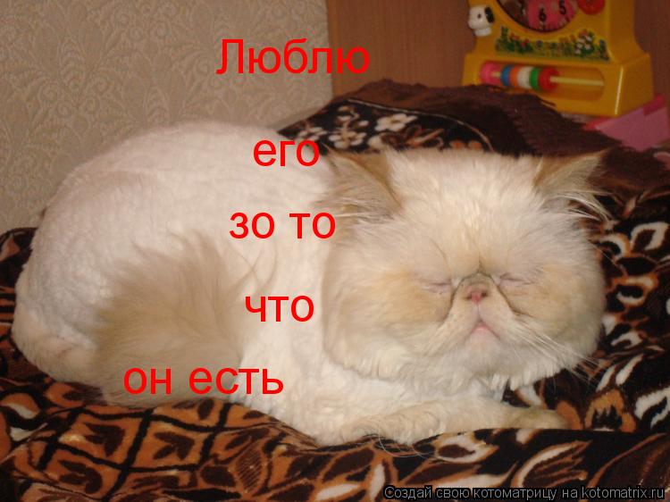 Люблю его зо то что он есть... Котоматрица: Люблю его зо то что он есть