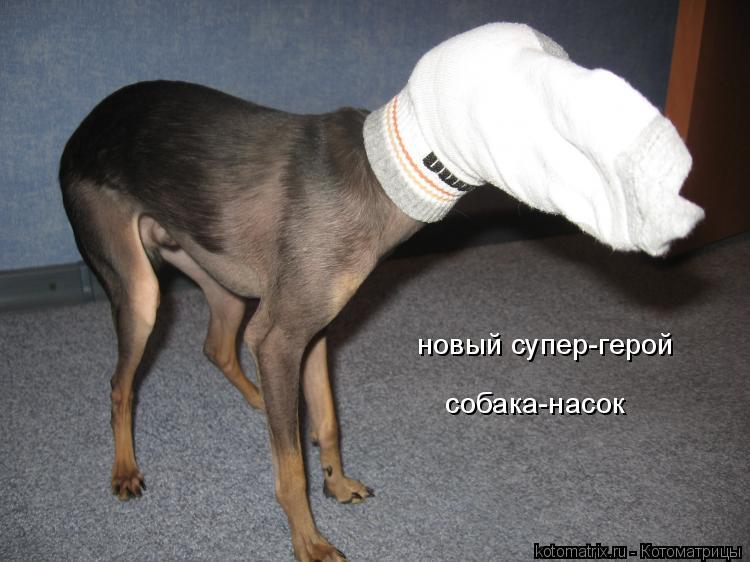новый супер-герой собака-насок... Котоматрица: новый супер-герой собака-насок