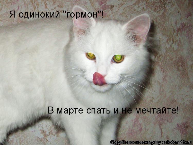 Я одинокий "гормон"! В марте спать и не мечтайте!... Котоматрица: Я одинокий "гормон"! В марте спать и не мечтайте!