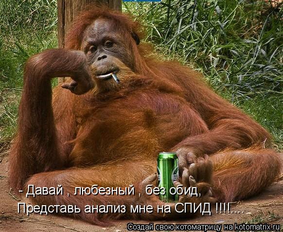 - Давай , любезный , без обид, Представь анализ мне на СПИД !!!!....... Котоматрица: - Давай , любезный , без обид, Представь анализ мне на СПИД !!!!....
