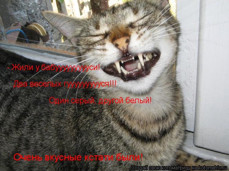 Котоматрица: - Жили у бабуууууууууси! Два веселых гуууууууууся!!! Один серый, другой белый! Очень вкусные кстати были!