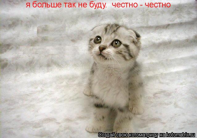 я больше так не буду. честно - честно... Котоматрица: я больше так не буду. честно - честно