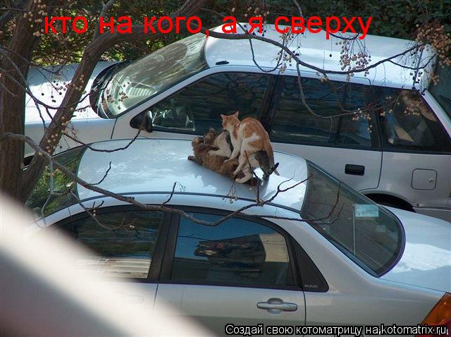кто на кого, а я сверху... Котоматрица: кто на кого, а я сверху