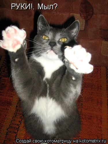 РУКИ!. Мыл?... Котоматрица: РУКИ!. Мыл?