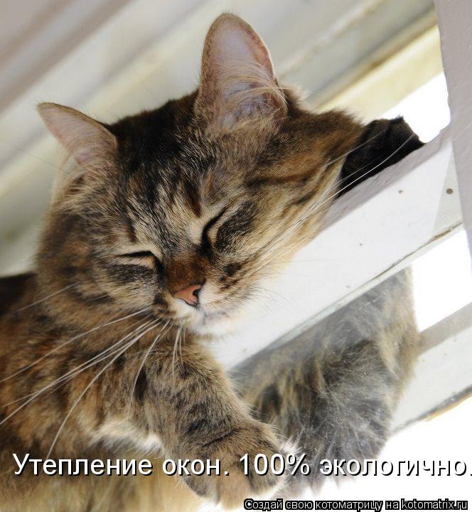 Утепление окон. 100% экологично.... Котоматрица: Утепление окон. 100% экологично.