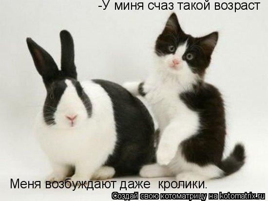 -У миня счаз такой возраст Меня возбуждают даже кролики.... Котоматрица: -У миня счаз такой возраст Меня возбуждают даже кролики.