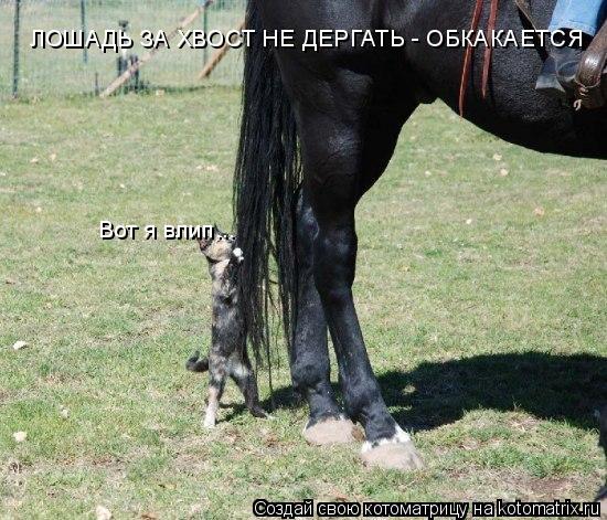 Котоматрица: ЛОШАДЬ ЗА ХВОСТ НЕ ДЕРГАТЬ - ОБКАКАЕТСЯ Вот я влип...