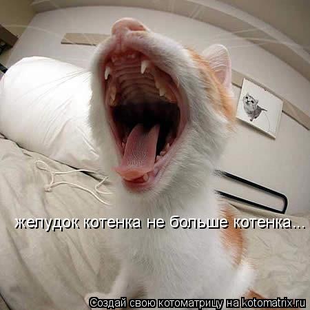 Котоматрица: желудок котенка не больше котенка...
