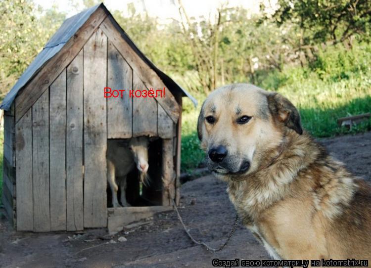 Вот козёл!... Котоматрица: Вот козёл!