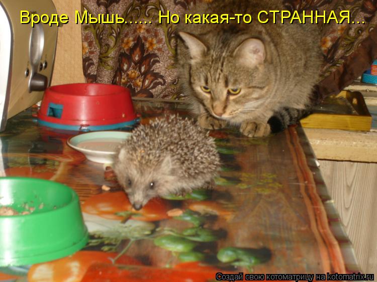 Вроде Мышь...... Но какая-то СТРАННАЯ...... Котоматрица: Вроде Мышь...... Но какая-то СТРАННАЯ...