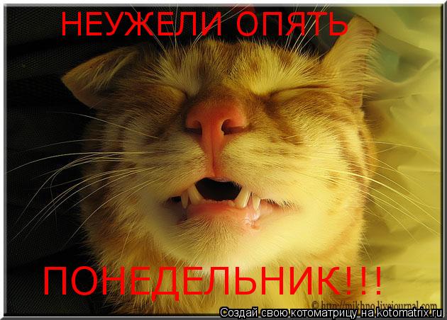 НЕУЖЕЛИ ОПЯТЬ ПОНЕДЕЛЬНИК!!!... Котоматрица: НЕУЖЕЛИ ОПЯТЬ ПОНЕДЕЛЬНИК!!!