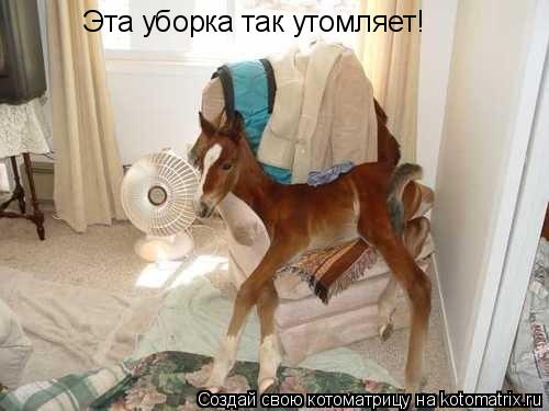 Эта уборка так утомляет!... Котоматрица: Эта уборка так утомляет!