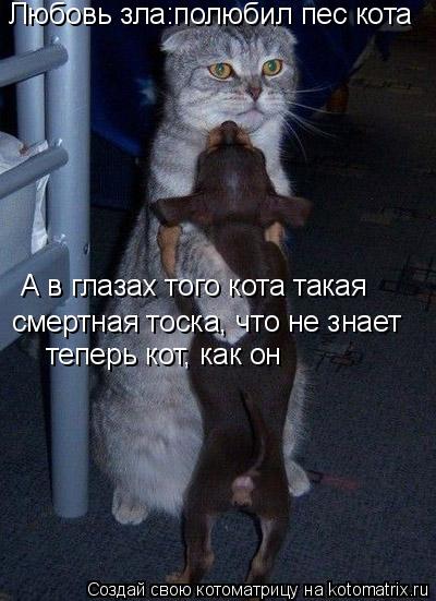 Любовь зла:полюбил пес кота А в глазах того кота такая смертная тоска, что не знает теперь кот как о... Котоматрица: Любовь зла:полюбил пес кота А в глазах того кота такая смертная тоска, что не знает теперь кот как он сына назовет! теперь кот, как он