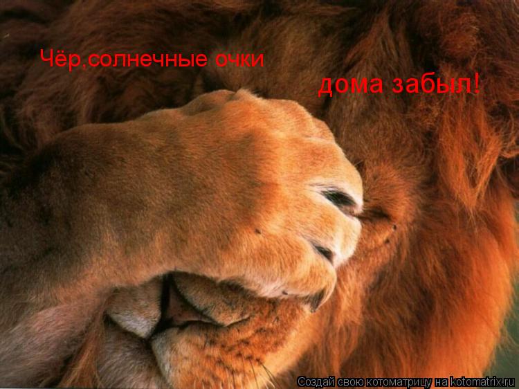 Чёр,солнечные очки дома забыл!... Котоматрица: Чёр,солнечные очки дома забыл!