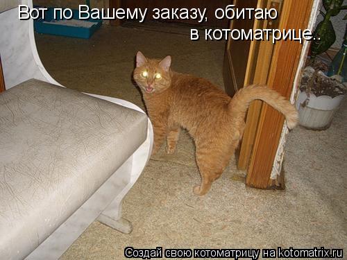Вот по Вашему заказу, обитаю в котоматрице..... Котоматрица: Вот по Вашему заказу, обитаю в котоматрице..