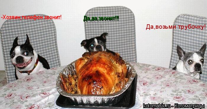 -Хозяин,телефон звонит! Да,да,звонит!!! Да,возьми трубочку!... Котоматрица: -Хозяин,телефон звонит! Да,да,звонит!!! Да,возьми трубочку!
