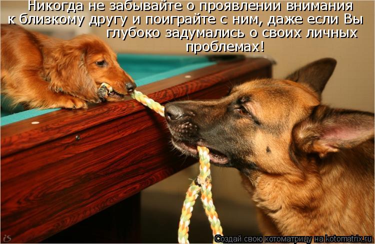Никогда не забывайте о проявлении внимания к близкому другу и поиграйте с ним, даже если Вы глубоко з... Котоматрица: Никогда не забывайте о проявлении внимания к близкому другу и поиграйте с ним, даже если Вы глубоко задумались о своих личных проблемах!