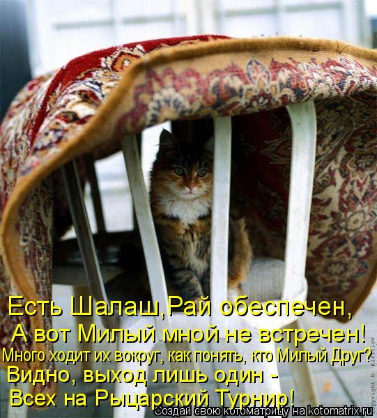 Котоматрица: Есть Шалаш,Рай обеспечен, А вот Милый мной не встречен! Много ходит их вокруг, как понять, кто Милый Друг? Видно, выход лишь один - Всех на Рыца