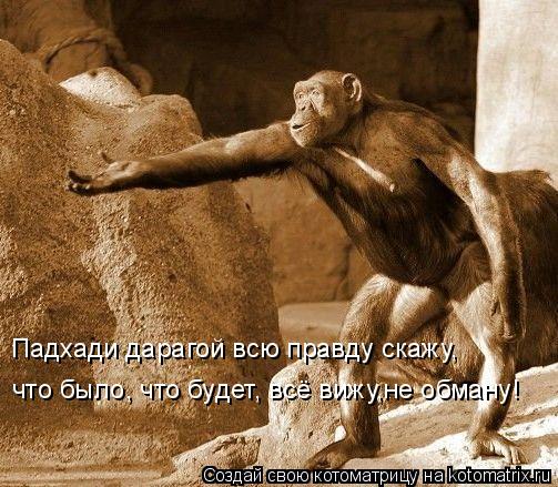 Падхади дарагой всю правду скажу, что было, что будет, всё вижу,не обману!... Котоматрица: Падхади дарагой всю правду скажу, что было, что будет, всё вижу,не обману!