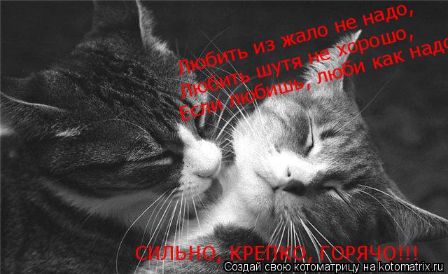 Котоматрица: Любить из жало не надо, Любить шутя не хорошо, Если любишь, люби как надо!! СИЛЬНО, КРЕПКО, ГОРЯЧО!!!