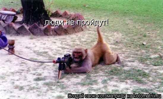 Котоматрица: люди не пройдут!