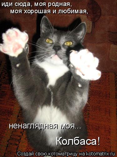 иди сюда, моя родная, моя хорошая и любимая, ненаглядная моя... Колбаса!... Котоматрица: иди сюда, моя родная, моя хорошая и любимая, ненаглядная моя... Колбаса!