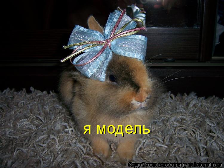 я модель... Котоматрица: я модель