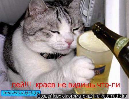 лей!!! краев не видишь,что-ли... Котоматрица: лей!!! краев не видишь,что-ли
