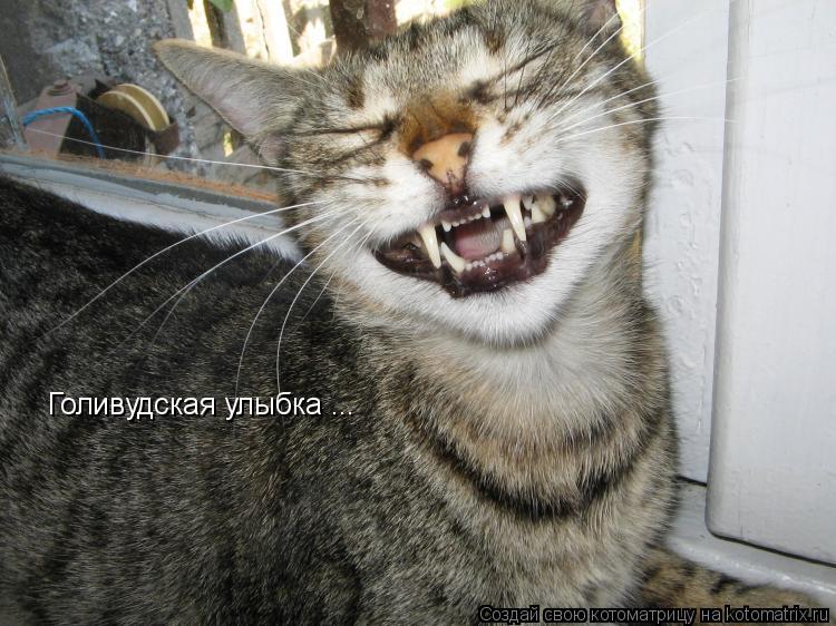 Голивудская улыбка ...... Котоматрица: Голивудская улыбка ...