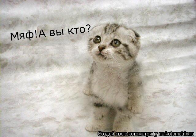 Мяф!А вы кто?... Котоматрица: Мяф!А вы кто?