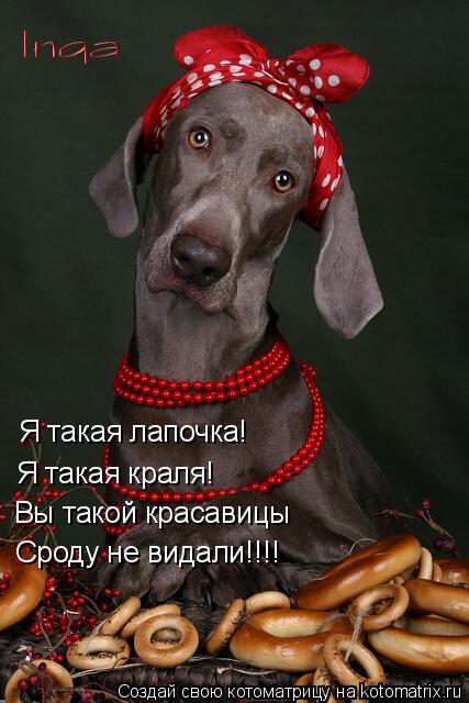 Я такая лапочка! Я такая краля! Вы такой красавицы Сроду не видали!!!!... Котоматрица: Я такая лапочка! Я такая краля! Вы такой красавицы Сроду не видали!!!!