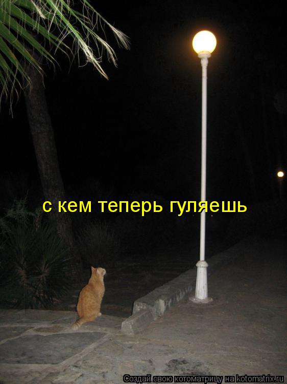 с кем теперь гуляешь... Котоматрица: с кем теперь гуляешь