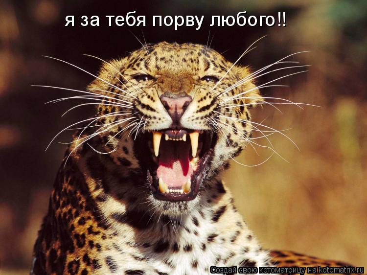 я за тебя порву любого!!... Котоматрица: я за тебя порву любого!!